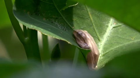 Brown Common Frog, Silently Closing Its Eyes on a Leaf Angle 4 Video stock 308817513