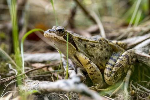 Brown common frog sits hidden on the ground between grass and leaves Stockfoto's