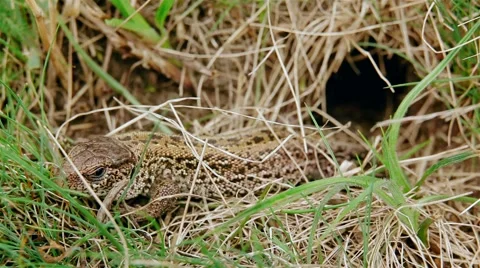 A brown common lizard Video stock 62135101