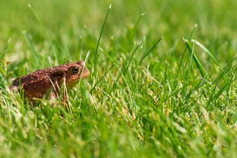 A brown common toad in green grass.  Stock Photos