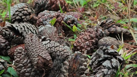 A brown cones on the floor. Video stock 304583874