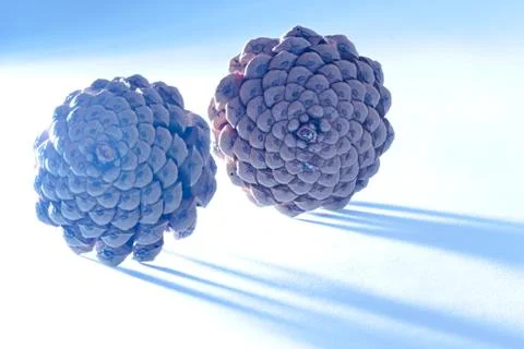 Brown cones Stock Photos