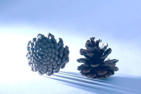 Brown cones Stock Photos