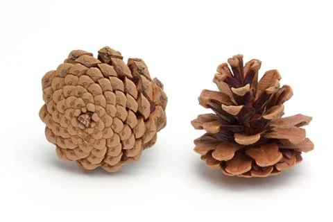 Brown cones Stock Photos