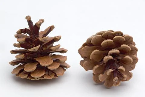 Brown cones Stock Photos