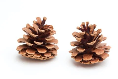 Brown cones Stock Photos