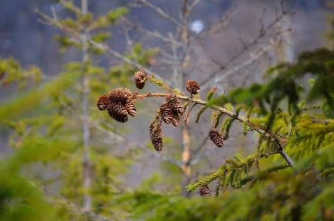 Brown cones on spruce tree Stock Photos