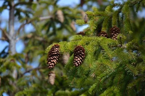 Brown cones on spruce tree Stock Photos