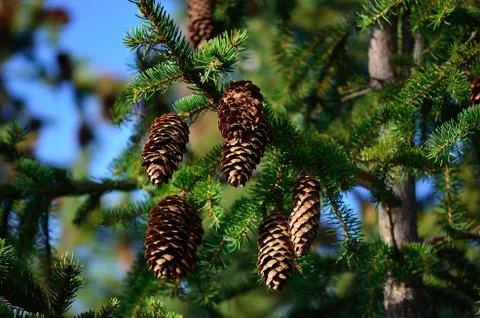 Brown cones on spruce tree in summer Foto stock