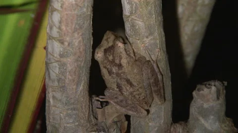 Brown Coqui Frog Puerto Rico Stock Footage