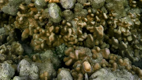 Brown Coral Colony Pattern in Shallow Tropical Tide Pool Water Vídeos de archivo 337985495