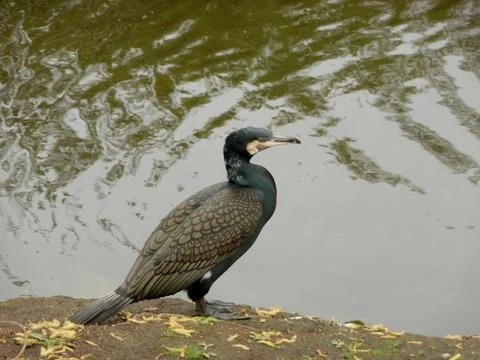 Brown cormorant Stock Photos