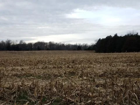 Brown corn field and trees on farm Stock Photos