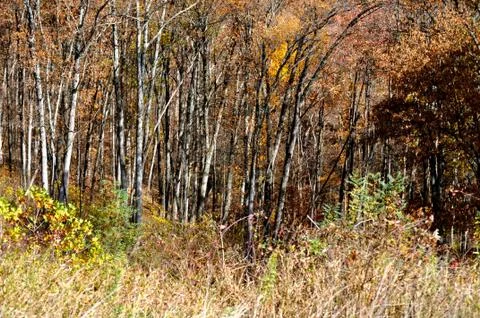 Brown county state park Fotos Stock