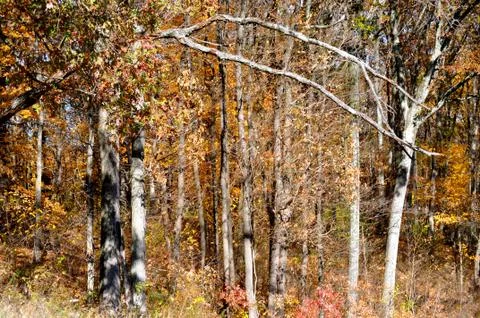 Brown county state park Stock Photos