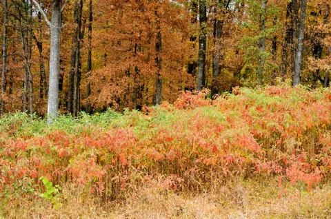 Brown county state park Stock Photos