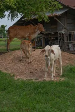 Brown cow and young calves standing beside a traditional wooden cattle barn.. 写真素材