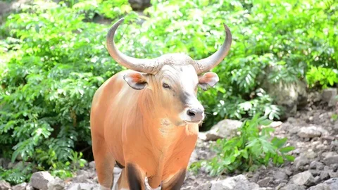 A brown Cow (Banteng) Stock-Footage 91694958
