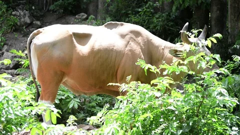 Brown cow (Banteng) Video stock 91695073