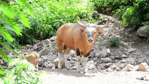 A brown Cow (Banteng) Video stock 91695097