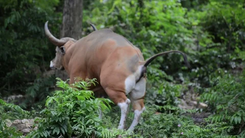 Brown cow (Banteng) Video stock 91695409