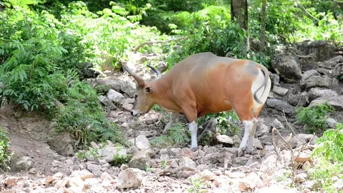 Brown cow (Banteng) Video stock 91695446
