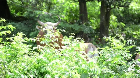 A brown Cow (Banteng) Video stock 91695501
