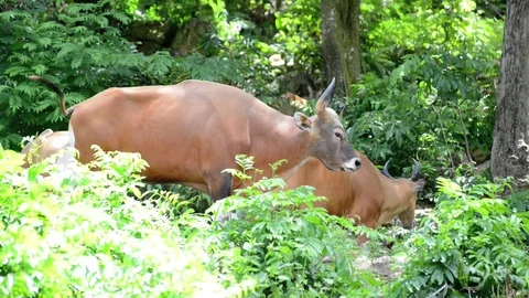 Brown cow (Banteng) Video stock 91695842