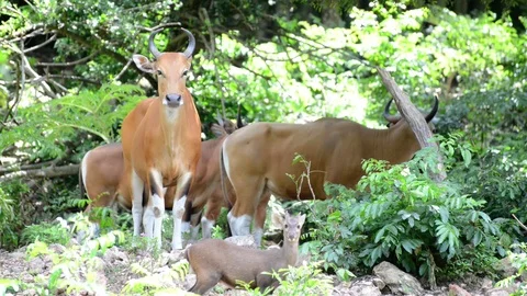 Brown cow (Banteng) Video stock 91695855