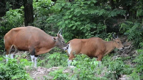 Brown cow (Banteng) Video stock 91695920