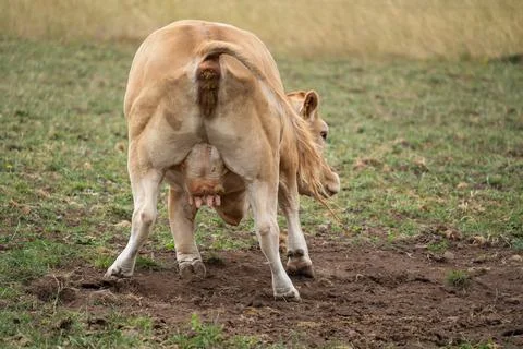 Brown cow bends down on the ground while defecating Stock Photos