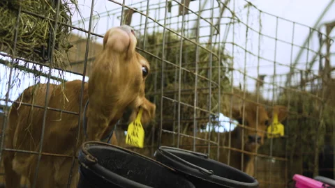 A brown cow in a caged area inside a barn Stock Footage 130800089