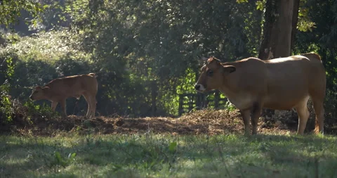 Brown cow with calf Stockbeeldmateriaal 139016862