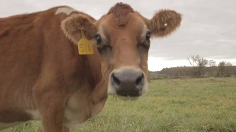 Brown Cow Chewing Grass Stock Footage 81752039