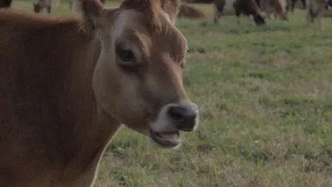 Brown Cow Chewing Grass Stock Footage 81752173