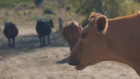 Brown Cow Chewing its Cud in a Field in Front of other Cows Stock Footage 95934344