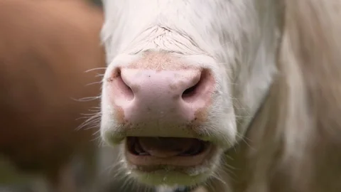 Brown Cow chewing in slow motion Switzerland Mountains Stock-Footage 120189614