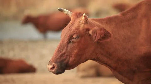 Brown cow close up. Stock Footage 41089046