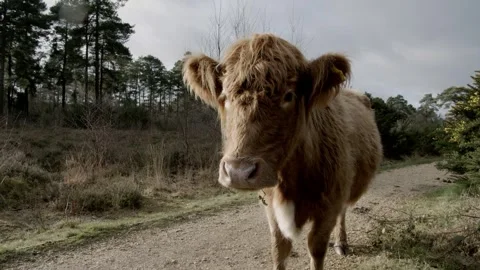Brown Cow Closeup Stock Footage 260814073