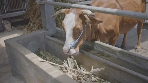 Brown Cow Eating Dry Corn Husks in a Concrete Feeding Trough Video stock 333684751