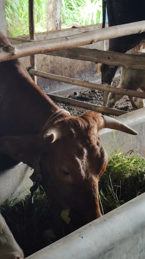 Brown cow eating Stock Footage 292887090
