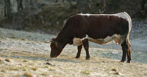 A brown cow eating grass in the first-morning sunshine Video stock 149494531