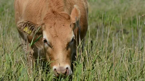 Brown cow eating grass Stock Footage 33119528