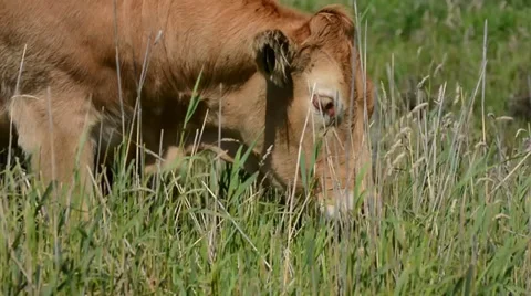 Brown cow eating grass Stock Footage 33119532