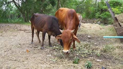 Brown cow eating grass Stock Footage 250332005