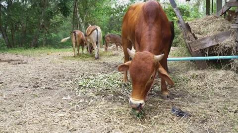 Brown cow eating grass Stock Footage 250332182
