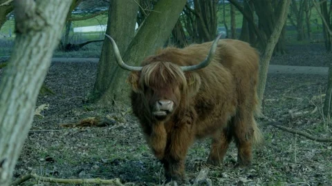 Brown Cow Eating In The Woods. Video stock 234236853