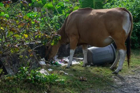 Brown cow eats from garbage bucket Foto stock