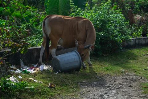 Brown cow eats from garbage bucket Stock Photos