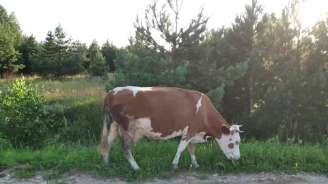 Brown cow eats grass in a field in the countryside. Village landscape. Stock Footage 158200375